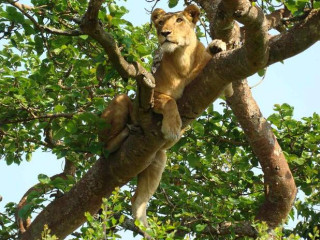 Afbeelding voor Queen Elizabeth Nationaal Park in Oeganda