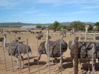 Afbeelding voor Oudtshoorn in Zuid-Afrika