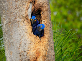 Afbeelding voor Pantanal in Brazilië