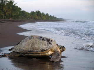 Afbeelding voor Tortuguero in Costa Rica