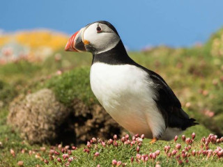 Afbeelding voor Schotland