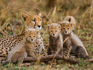 Afbeelding voor Serengeti Nationaal Park