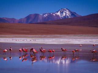 Afbeelding voor Vogels in Bolivia