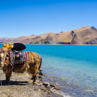 Afbeelding voor Tibet