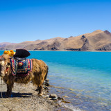 Afbeelding voor Rondreis in Tibet