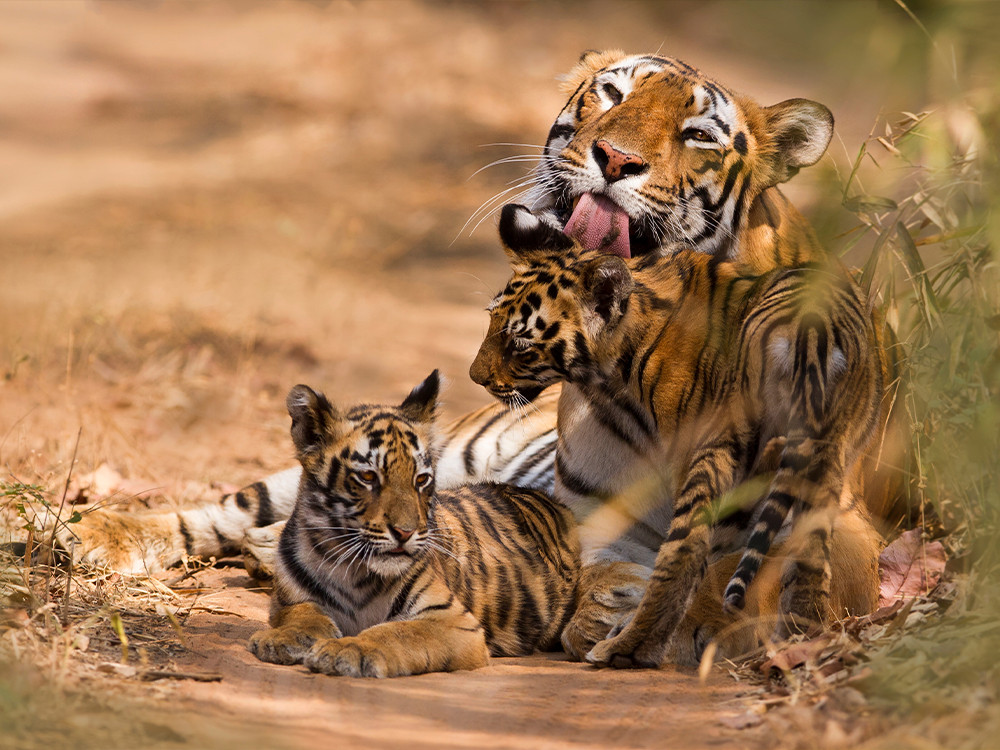 Alternatief: tijgers in het wild zien