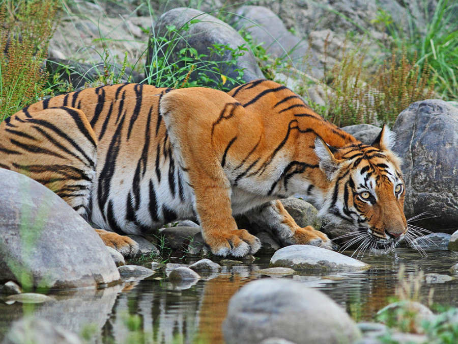 Safari in Chitwan Nepal