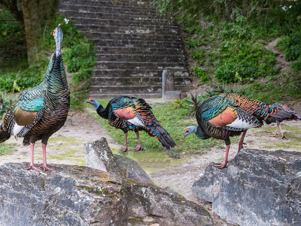 Tikal pauwkalkoenen