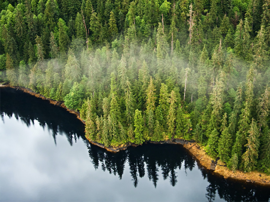 Bossen in Alaska