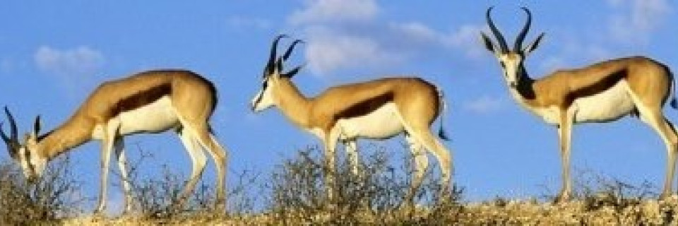 Top foto voor Landen Zuidelijk Afrika