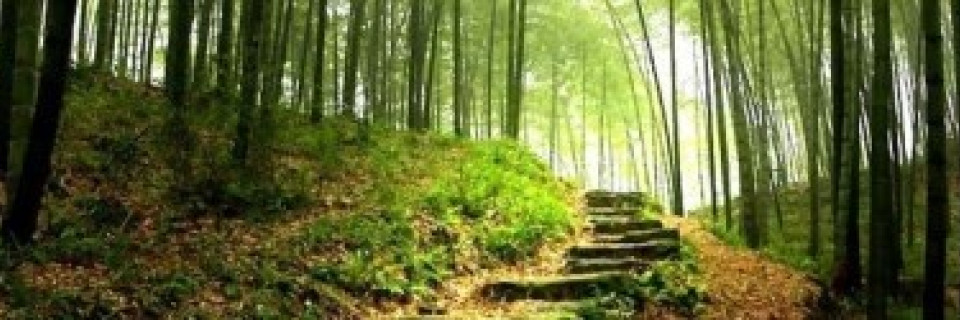 Top foto voor Top 10 Bosrijke natuurplekken