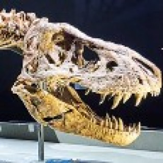 Afbeelding voor Tripper - Naturalis Biodiversity Korting