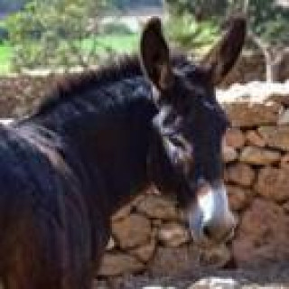 Afbeelding voor Vakantie in Sardinië