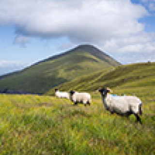 Afbeelding voor TUI - Groepsrondreis Grand Tour Ierland
