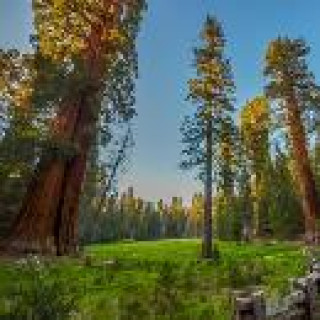 Afbeelding voor TUI - Sequoia National Park