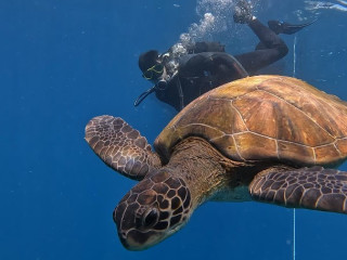 Afbeelding voor Duiken bij Tenerife