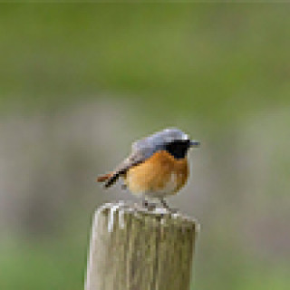 Afbeelding voor Goldcrest - 2-daagse wandeling in Land van Bartje