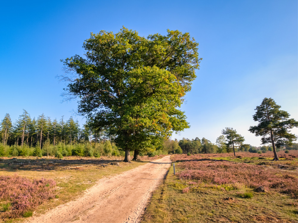 Route in Twente