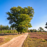 Afbeelding voor Wandelen in Twente