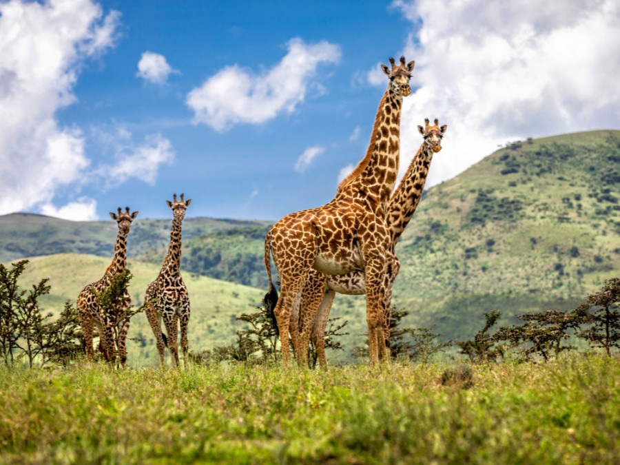 Giraffes