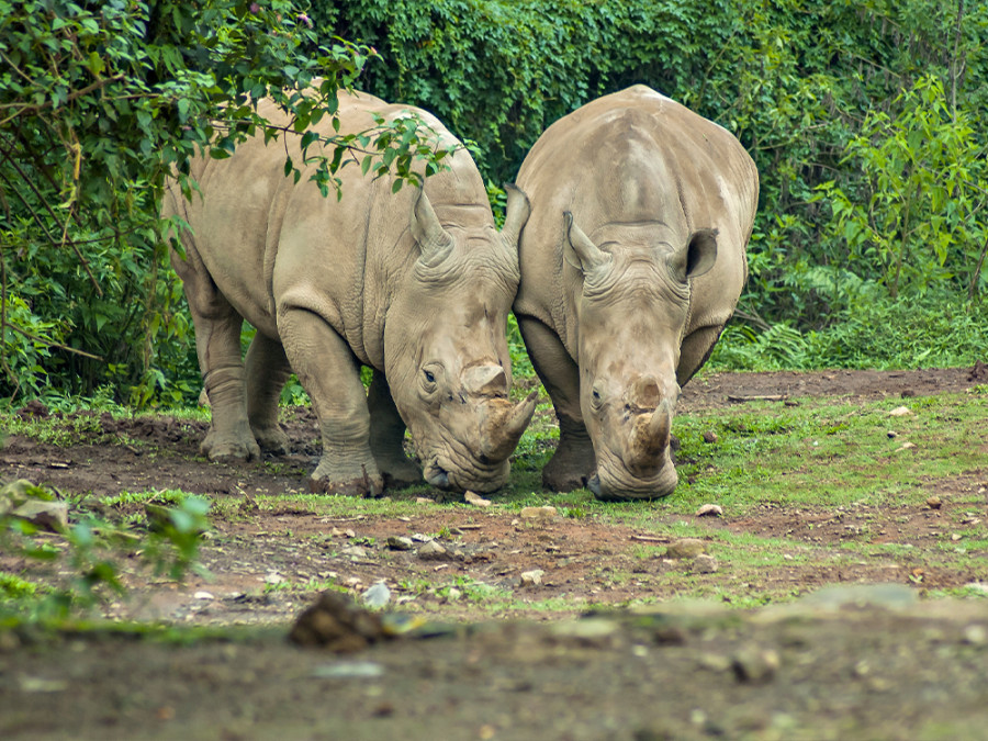 Dieren op Java