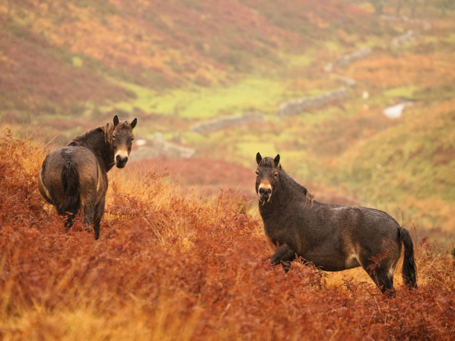 Pony's in Exmoor