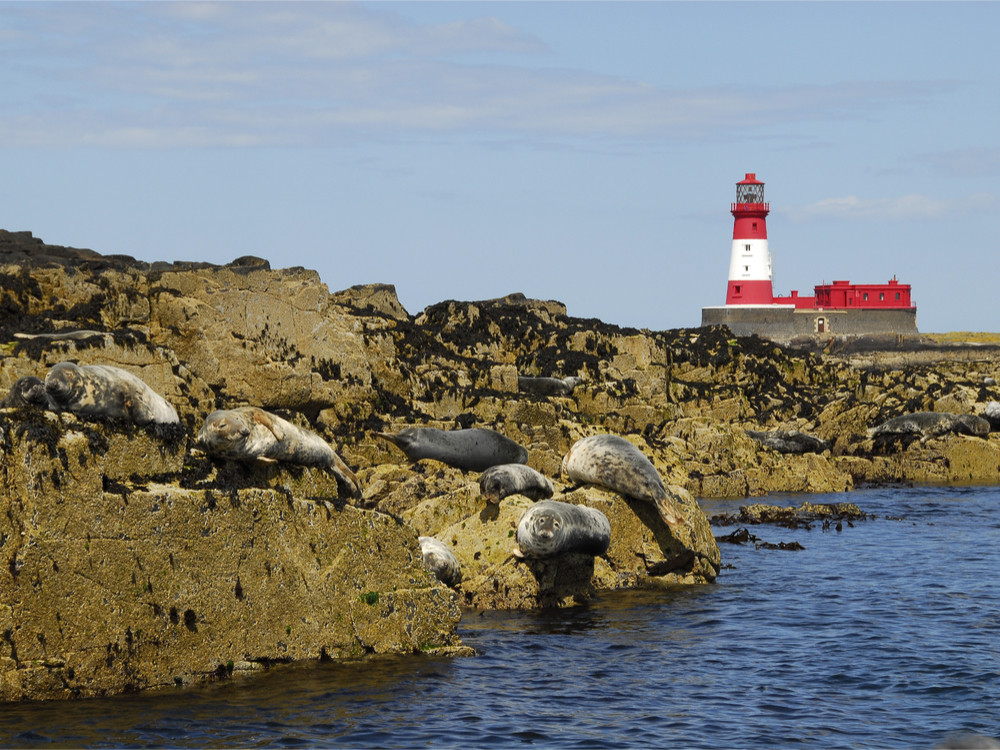 Farne eilanden