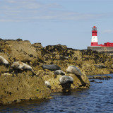 Afbeelding voor Farne-eilanden