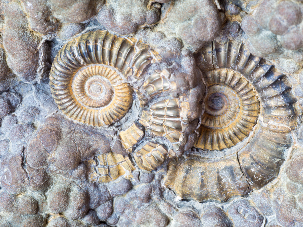 Fossielen in Engeland