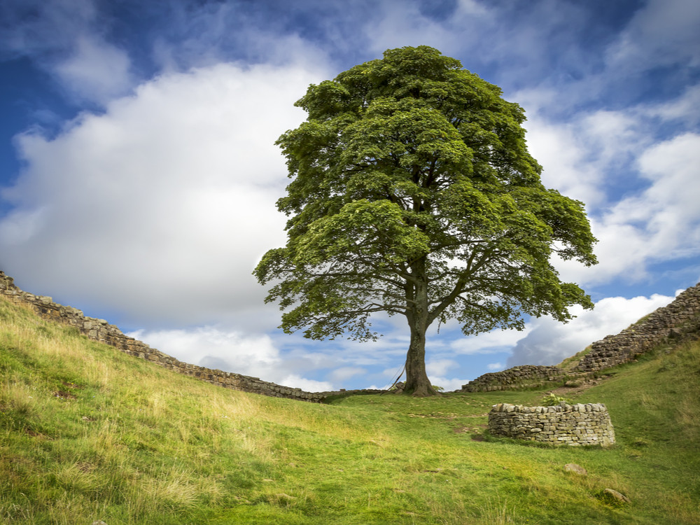 Sycamore Gap - de boom is niet meer