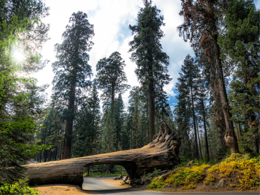 Tunnel Log Crescent Meadow