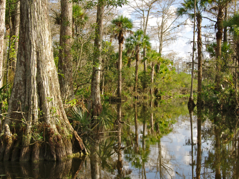 Moerassen in Florida