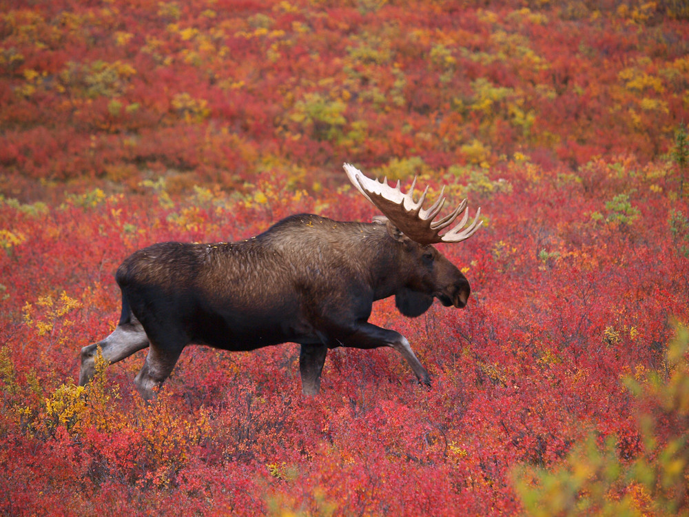 Grote dieren Amerika