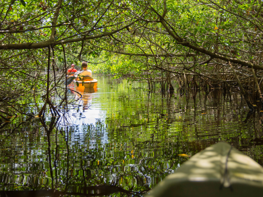 Kajakken in de Everglades