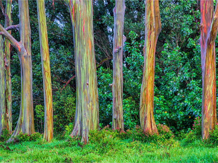 Rainbow tree Maui