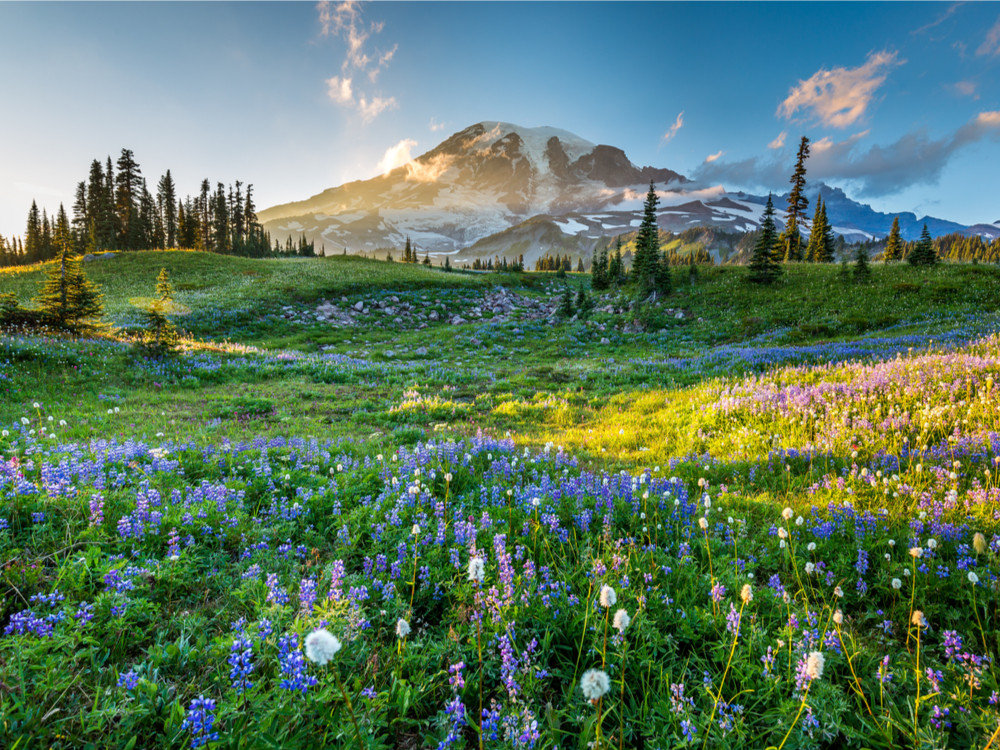 Washington State  Mt Rainier