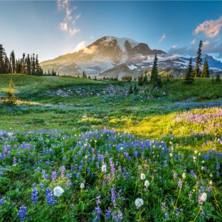 Afbeelding voor Washington State