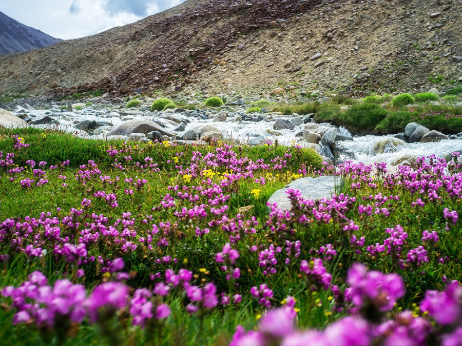 Valley of Flowers India