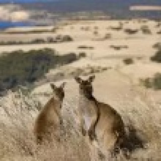 Afbeelding voor Van Verre - Rondreizen Australië