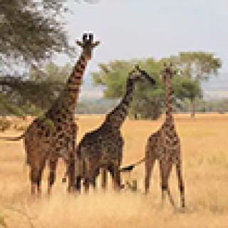 Afbeelding voor Van Verre - Op safari in de Serengeti