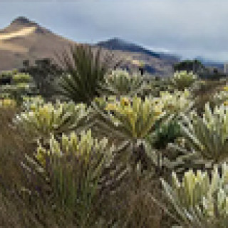 Afbeelding voor Van Verre - Rondreizen en bouwstenen Ecuador