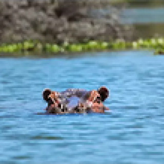 Afbeelding voor Van Verre - Bouwsteen Safari Zululand