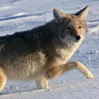 Afbeelding voor Van Verre - Wolven in Yellowstone