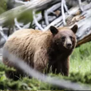 Afbeelding voor Van Verre - Beren in Yellowstone NP