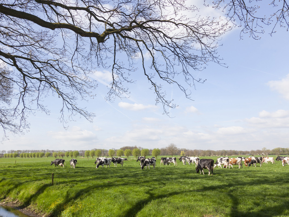 Renswoude Grebbelinie