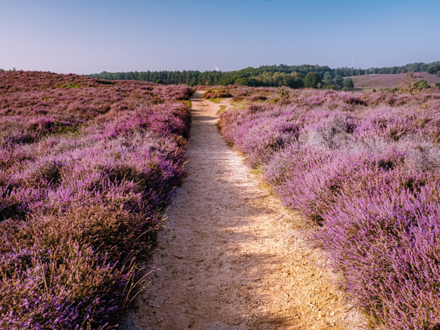 Wandeltochten Gelderland