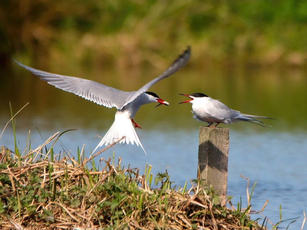 Binnenveld