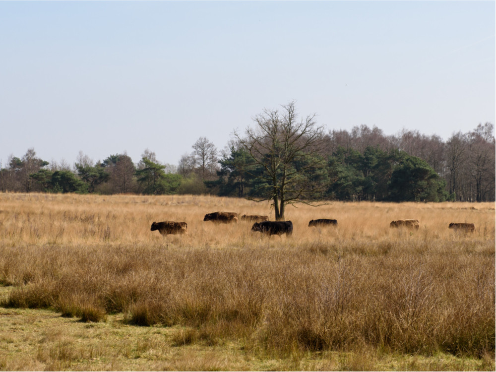 Runderen bij Plateaux-Hageven