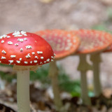 Afbeelding voor Wandelen in 't Gooi