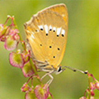 Afbeelding voor Goldcrest Nature Tours - Vlinderreis Aosta